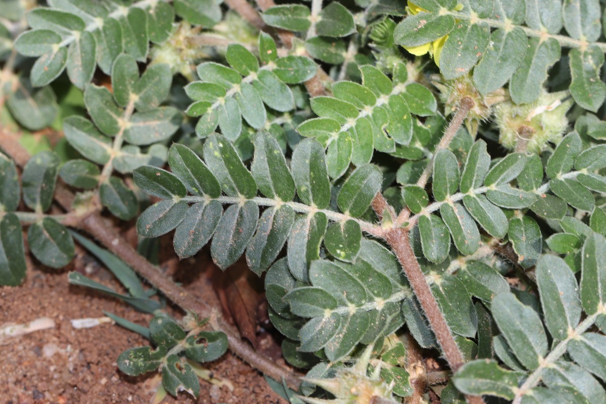 Tribulus terrestris L.